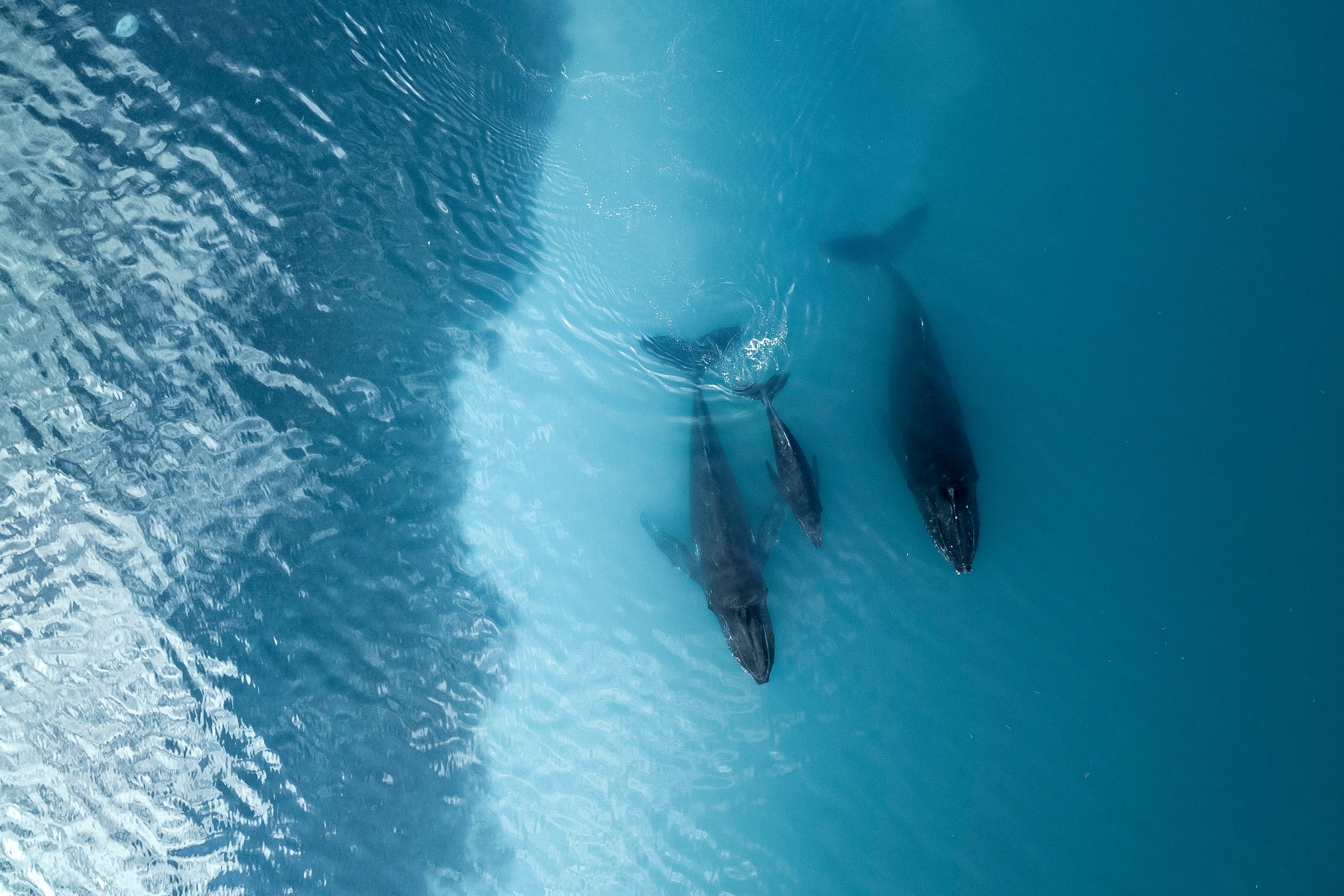 Ocean conservation